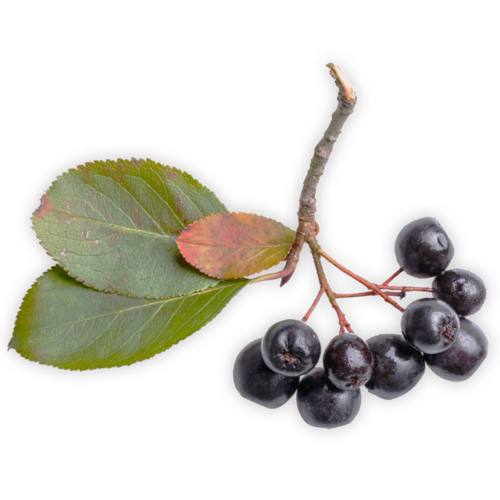 Aronia Berry