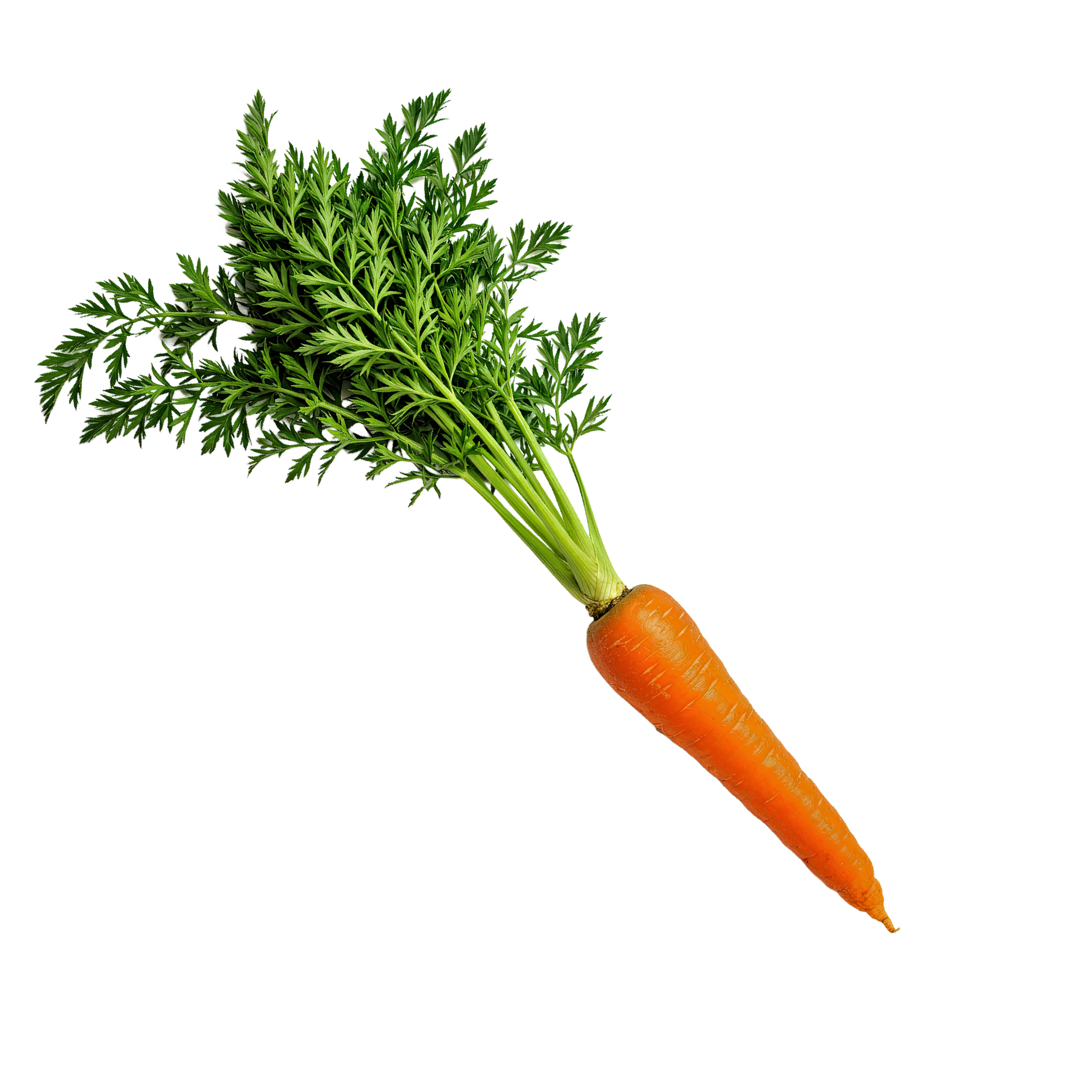 Carrot