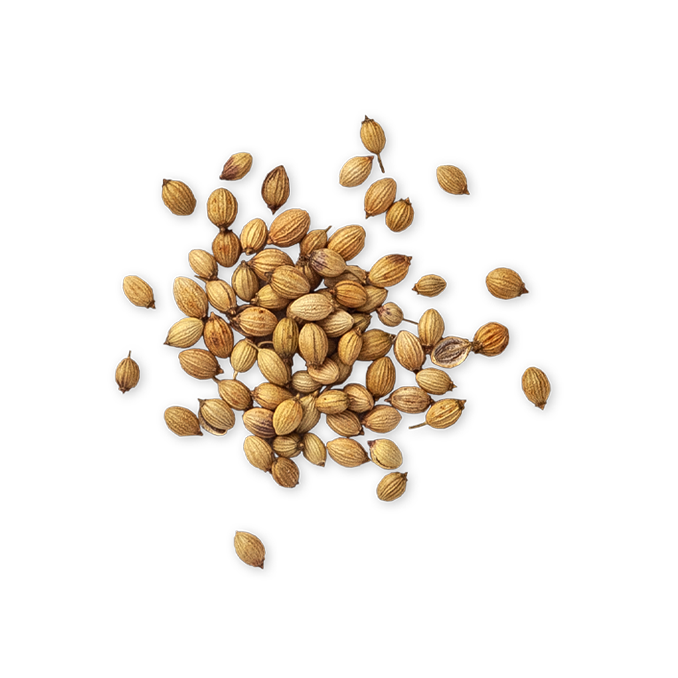 Coriander