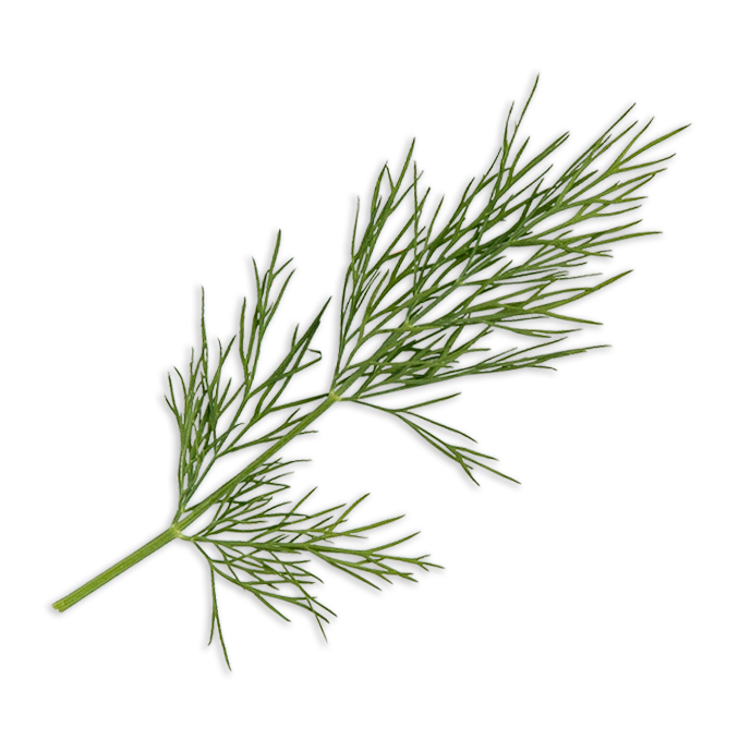 Dill